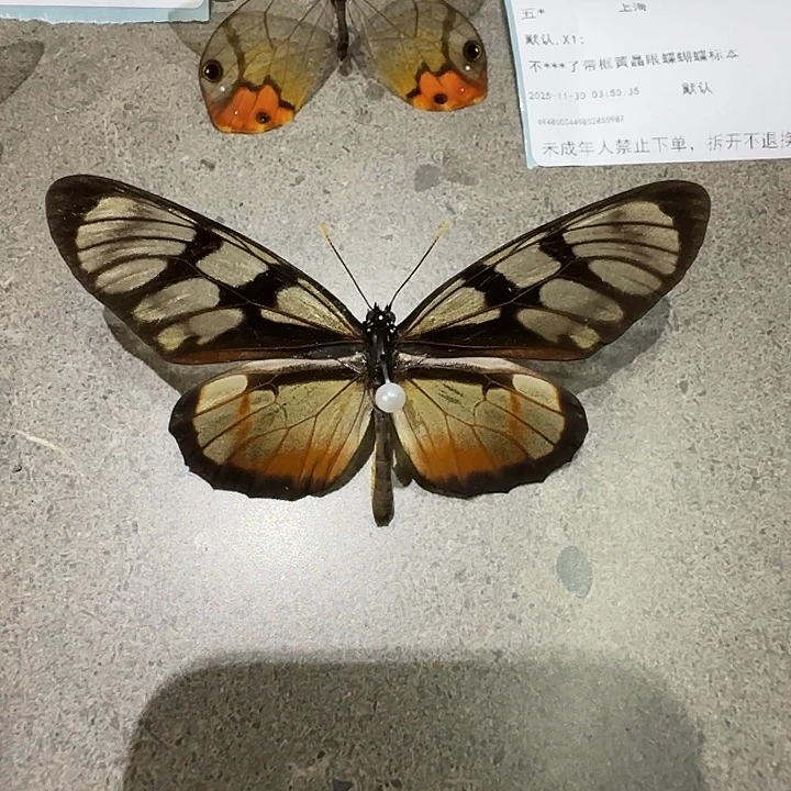 ～***～窗消蝶压棉发了蝴蝶