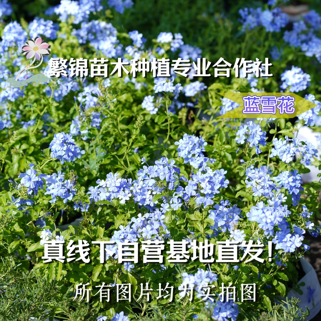 花境基地蓝雪花对版苗好看好养庭院花园易爆花阳台耐热盆栽