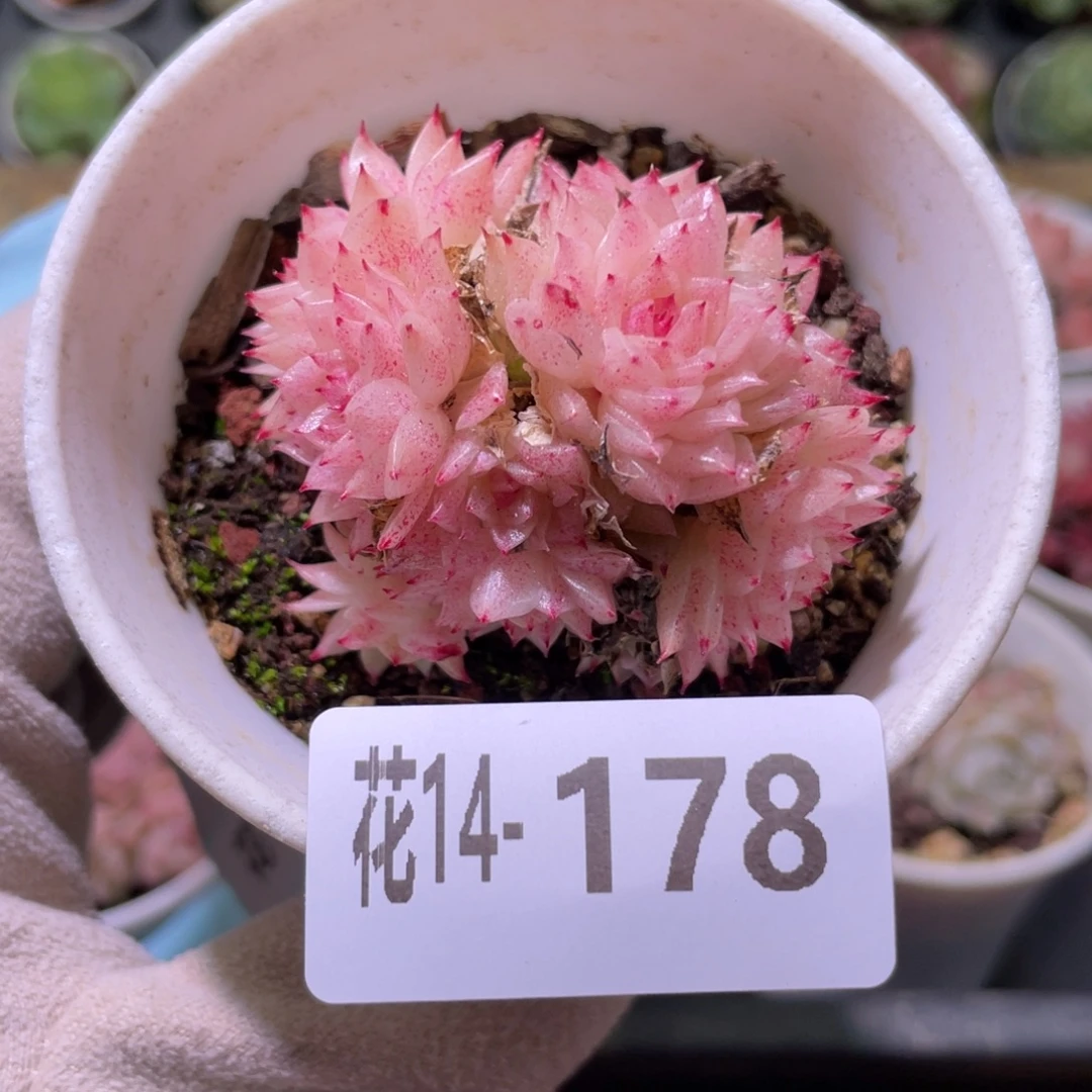 花利美14-178麦秆群