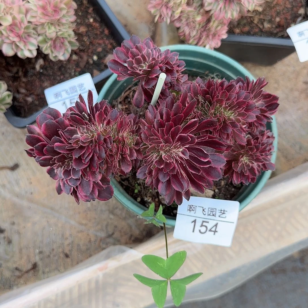 154多肉 黑暗女神缀