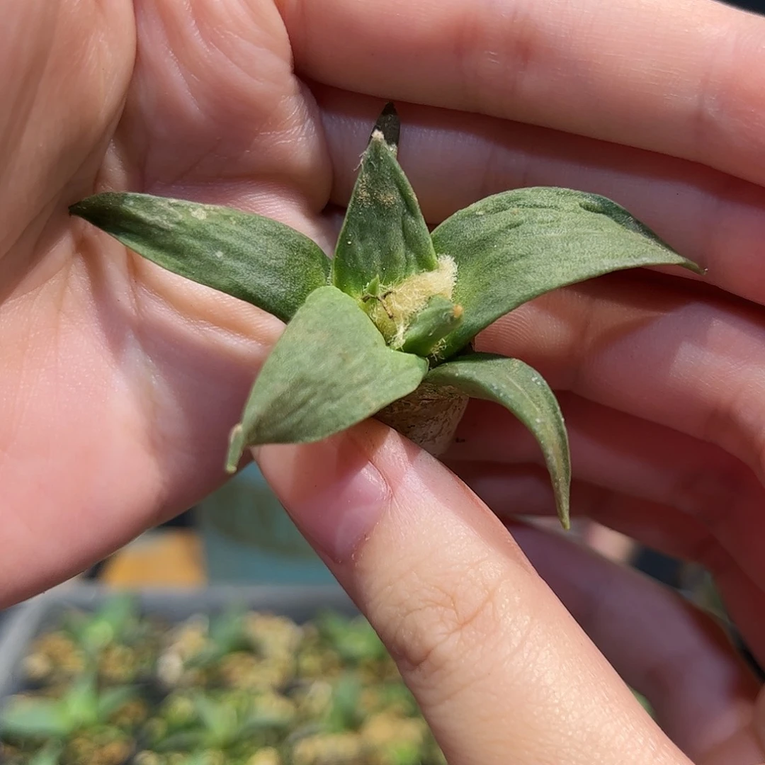 4.8cm实生细尤龙牙微怒萝卜根