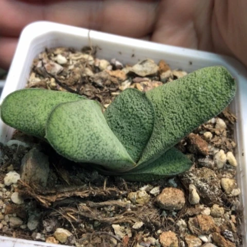 超白旋转蜗牛带盆发货