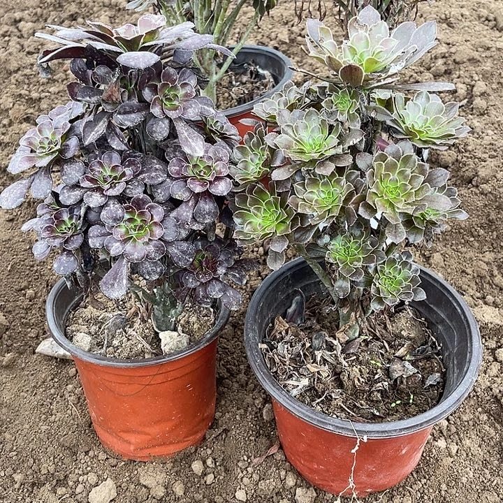 2棵玫瑰玫瑰玫瑰玫瑰