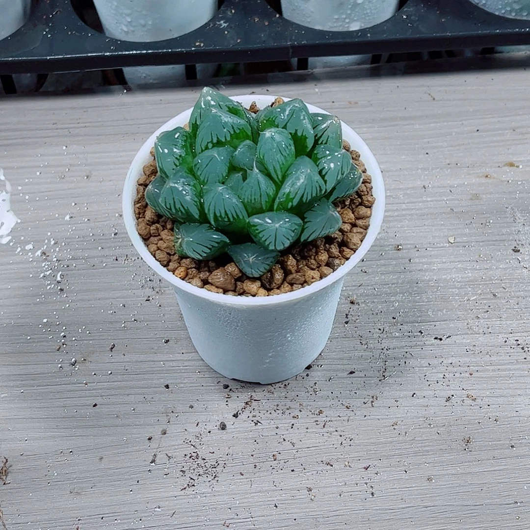 水晶玉露一勿一拍