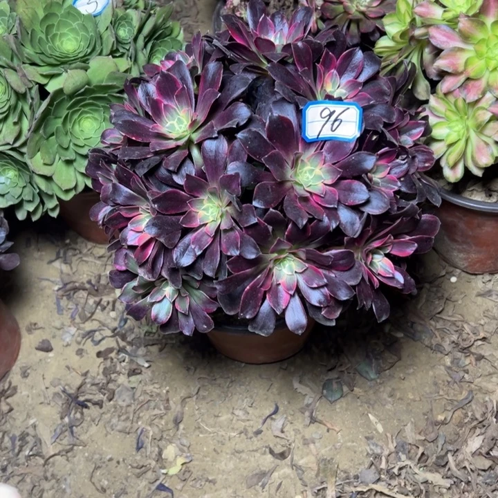 多肉植物金丝法师96