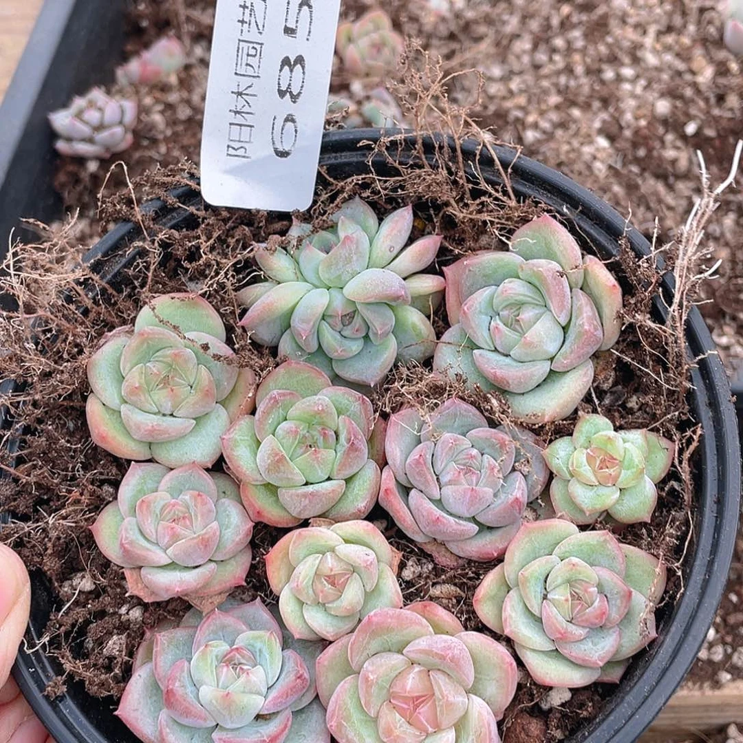 多肉植物多肉植物685