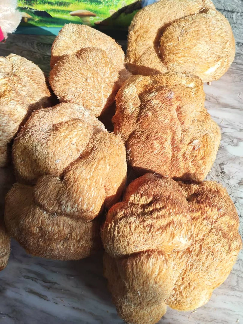 源自海林干猴头菇东北长白山产地煲汤食材