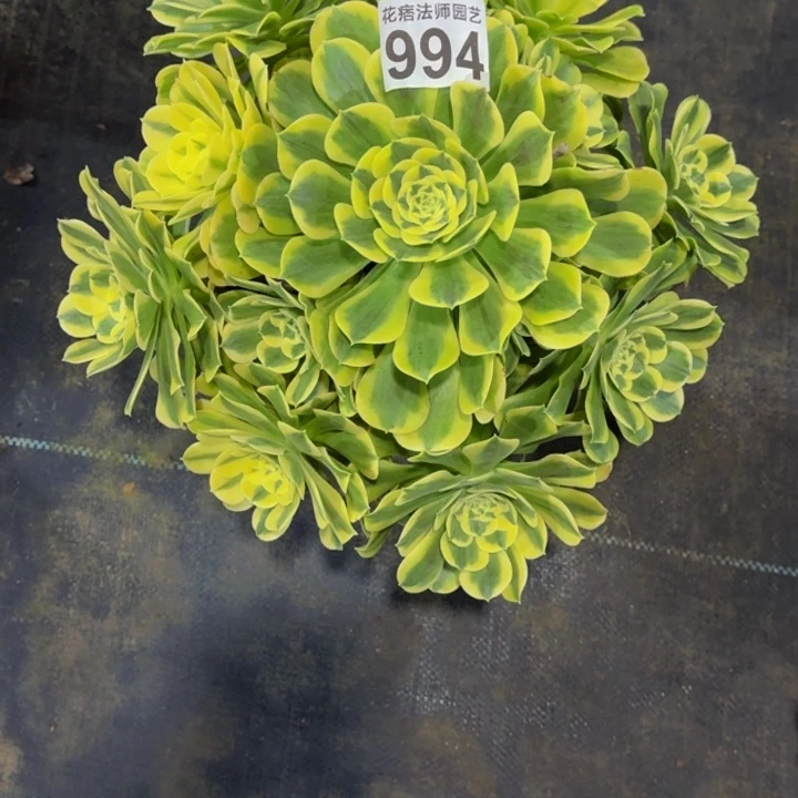 绿豆沙9940000000