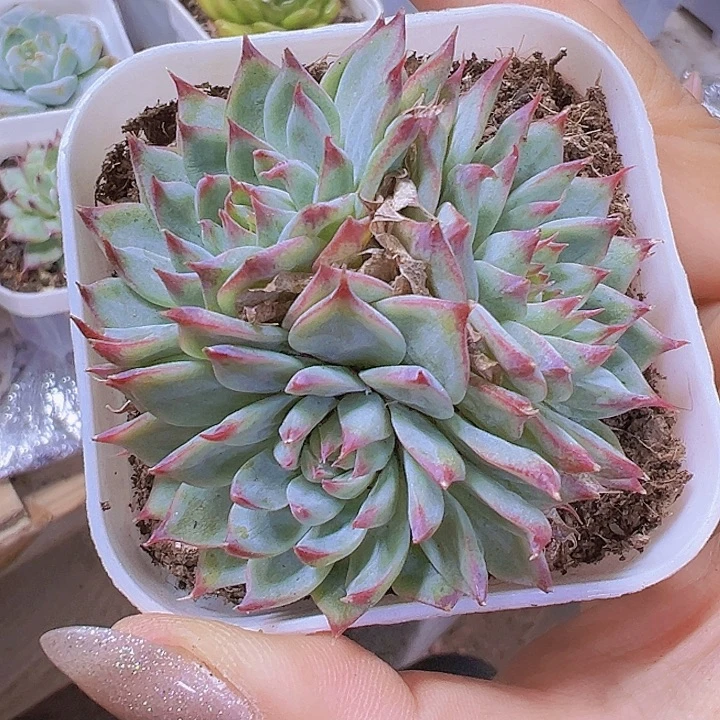 梦瑶群19包邮多肉植物