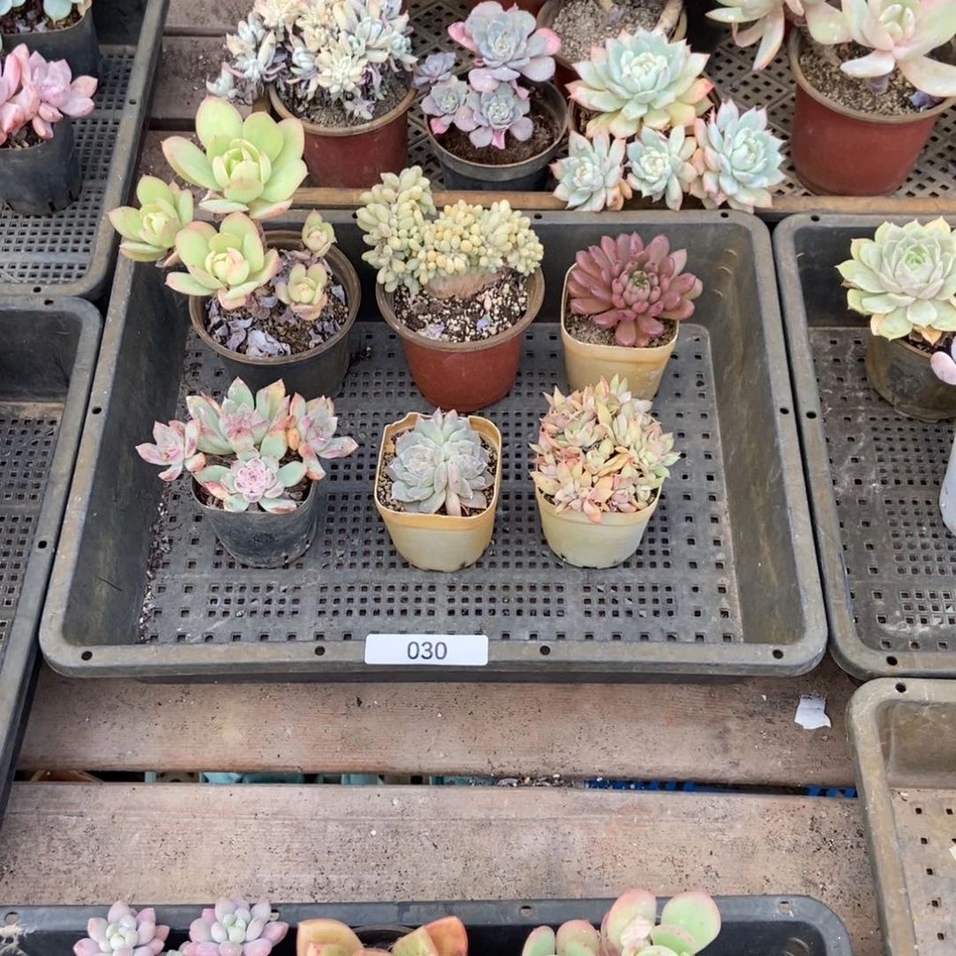 030号组合套餐多肉六颗脱土发货