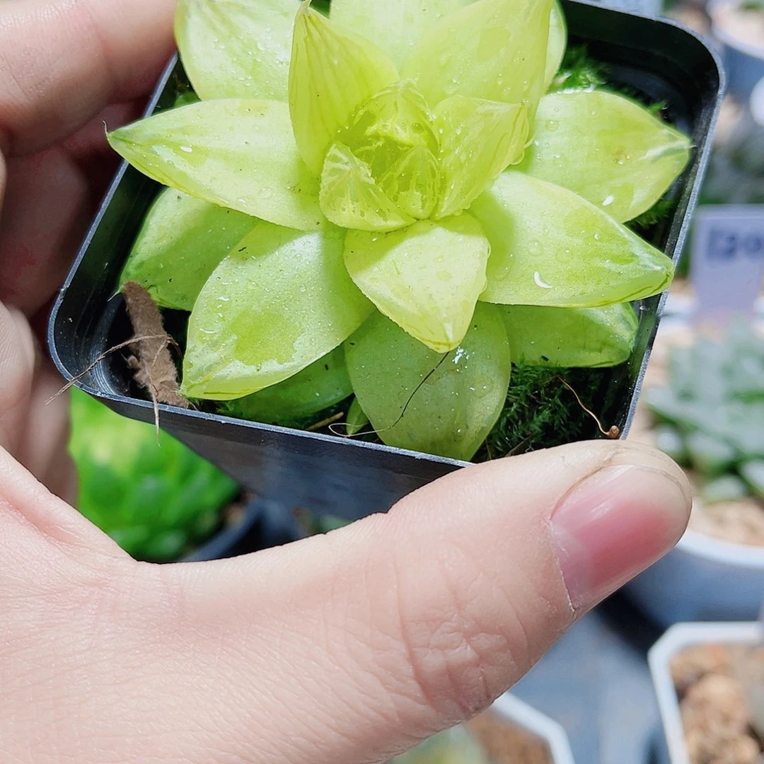 黄金雨露新手好养