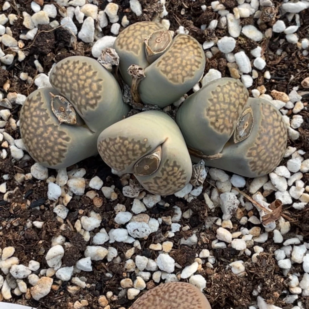 非偏远满20包邮032