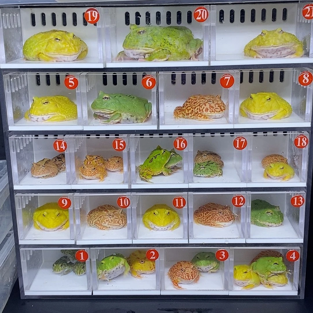 角蛙拍蛙专用盒子