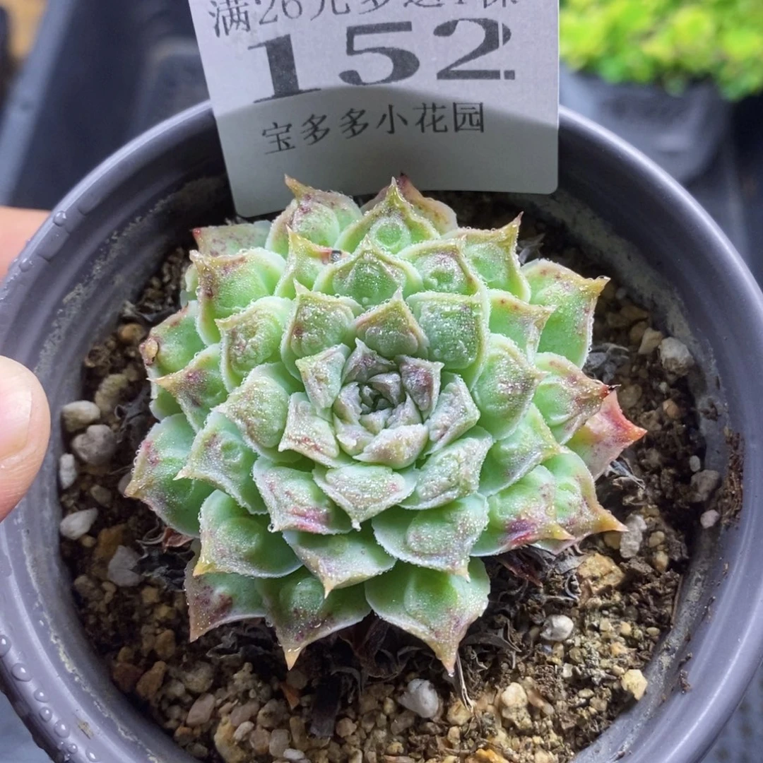 财雨一物一拍满20包邮满26送一颗多肉