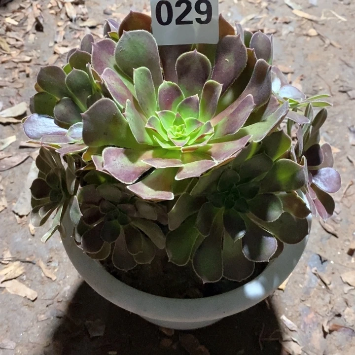 法师一物一拍029