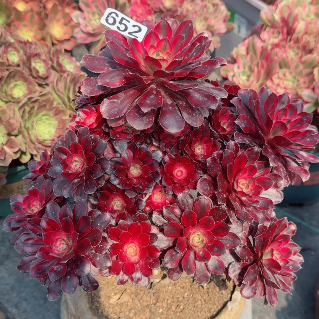 652香奶奶多肉植物