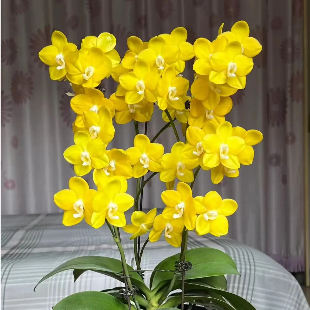 【保底2个花剑】带香味   蜡质花 吉祥如意蝴蝶兰 3.0寸加高杯