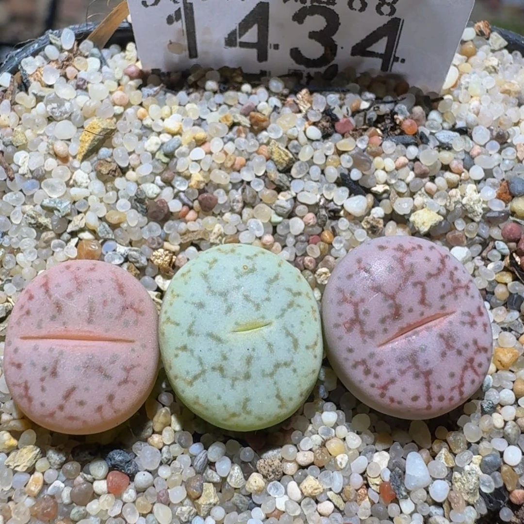 zzzz精品生石花1434