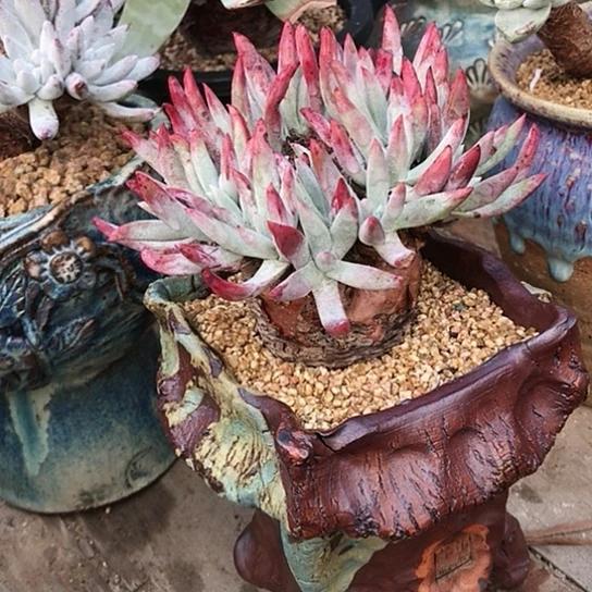 韩货原种仙女棒杯