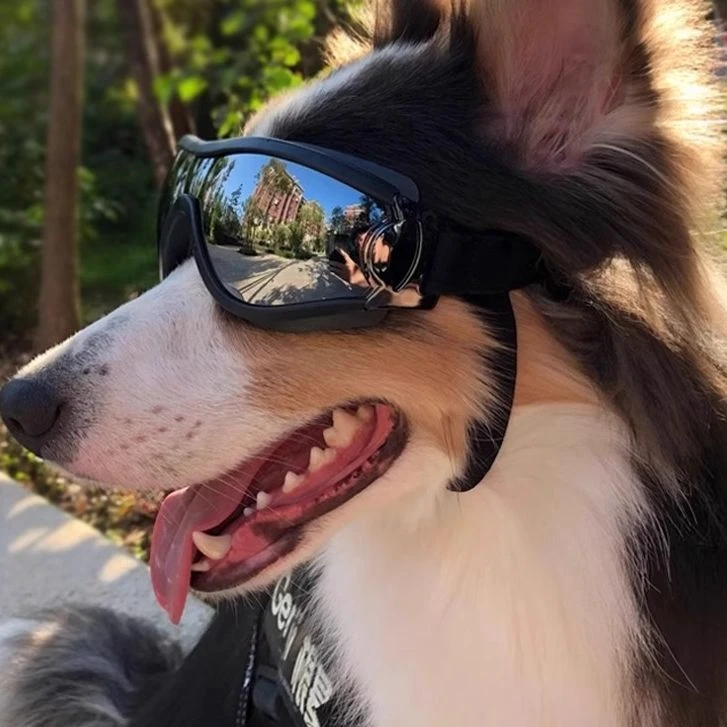 抢【速发】宠物眼镜中大型犬护目镜头饰宠物户外防风眼镜狗狗太阳镜