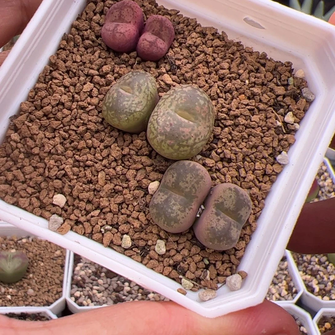 8.2福利毛杂多肉植物35