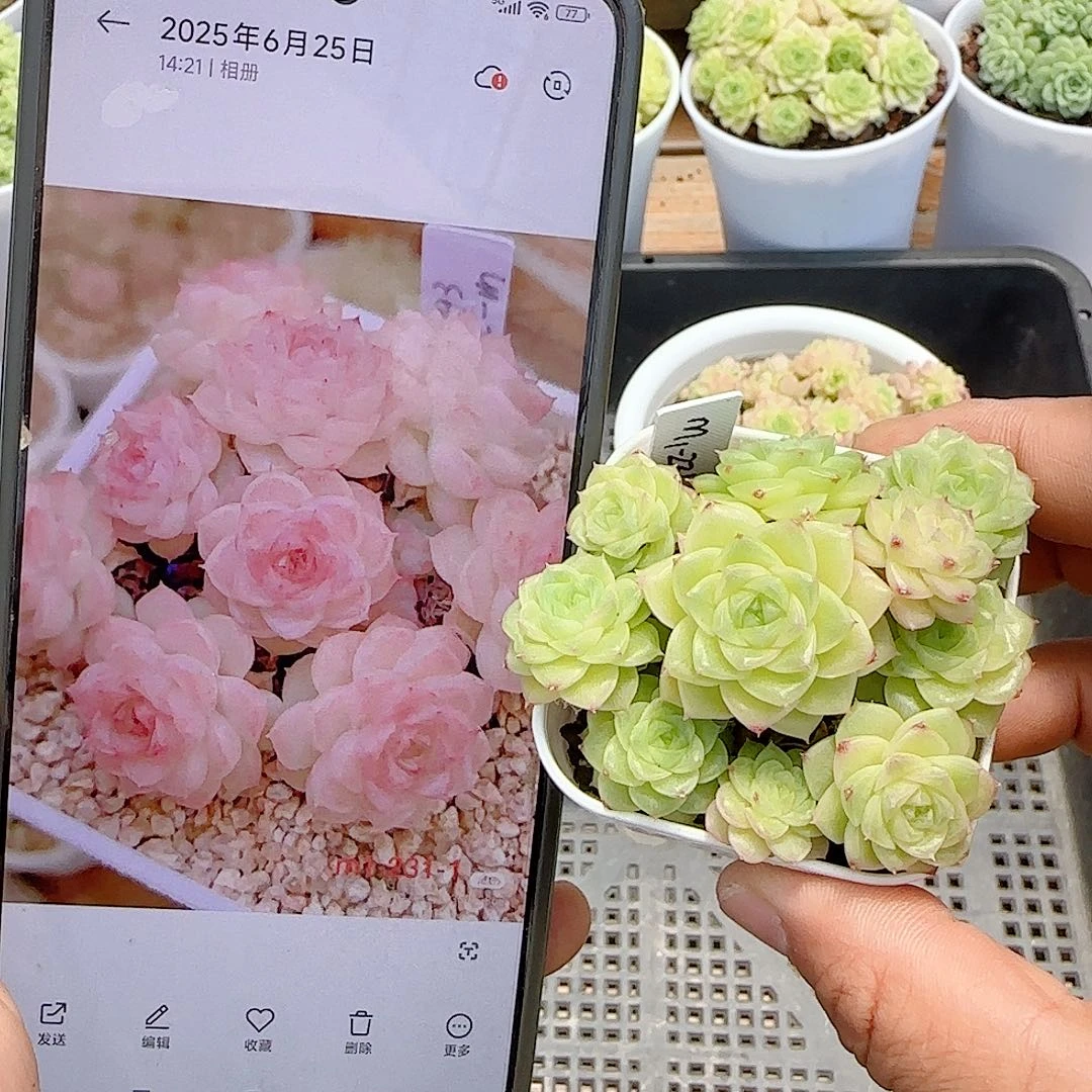 【闪购商品】0718-79（m1-231-1）