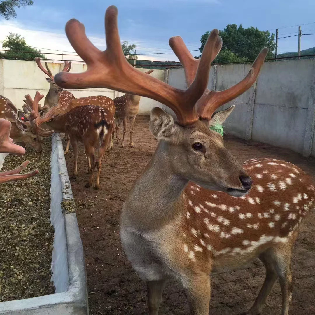 鹿茸支  可用于泡酒煲汤  直播间选购称重为准