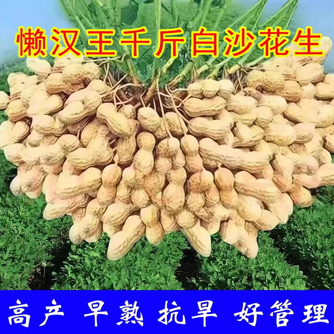 矮秆早熟花生种子超高产白沙花生原种农科院薄壳新种抗病抗旱薄壳