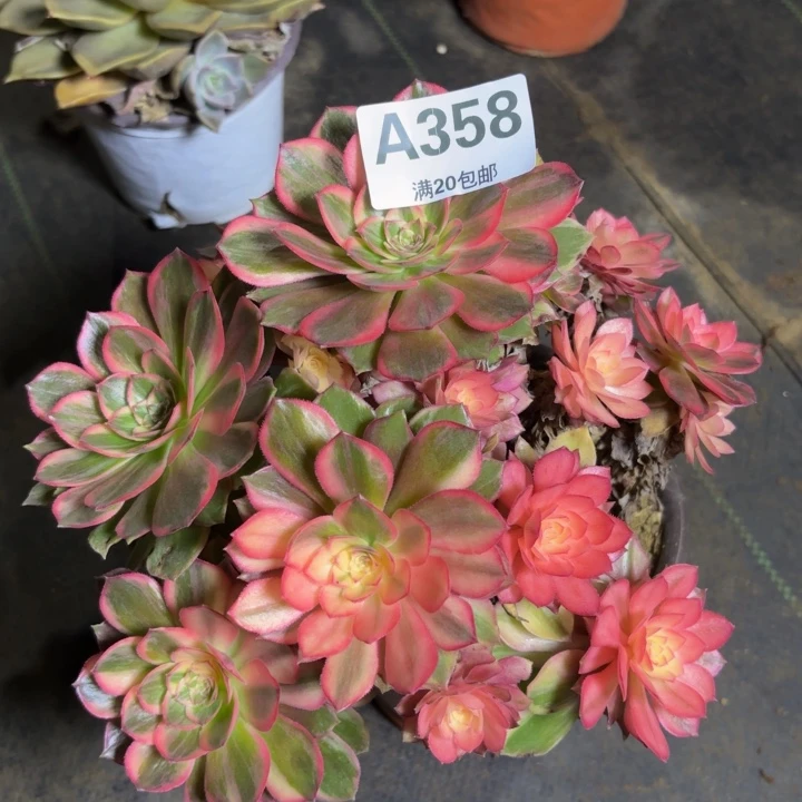 瑞妈多肉园艺，358.hr黑魔锦