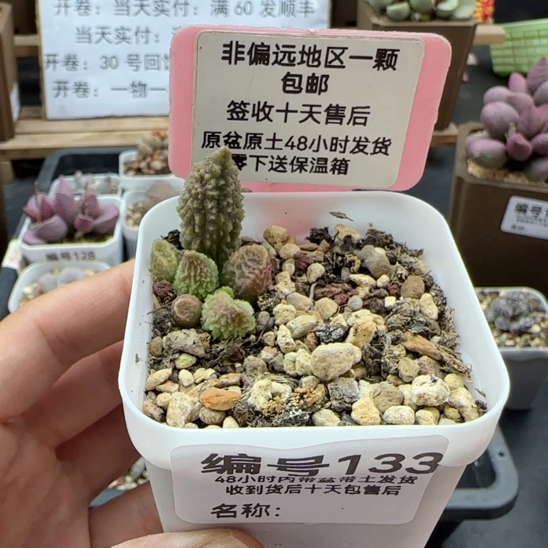 133擎苍多肉植物