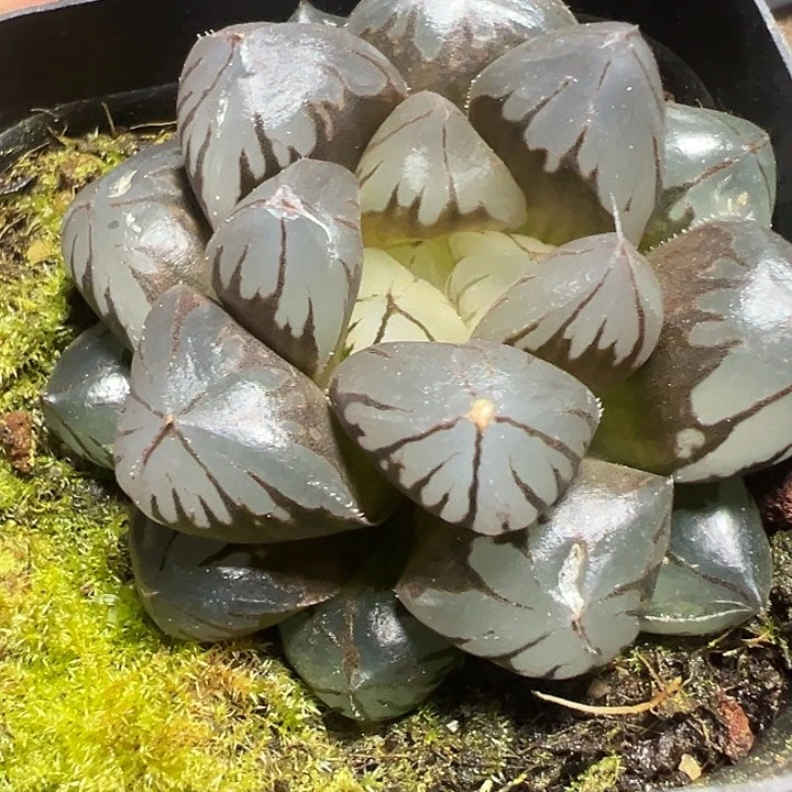 冰灯精品多肉植物大战