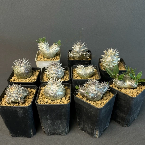 实生 惠比大黑 MO-108 夹竹桃科 棒槌树属 潮流块根 多肉植物