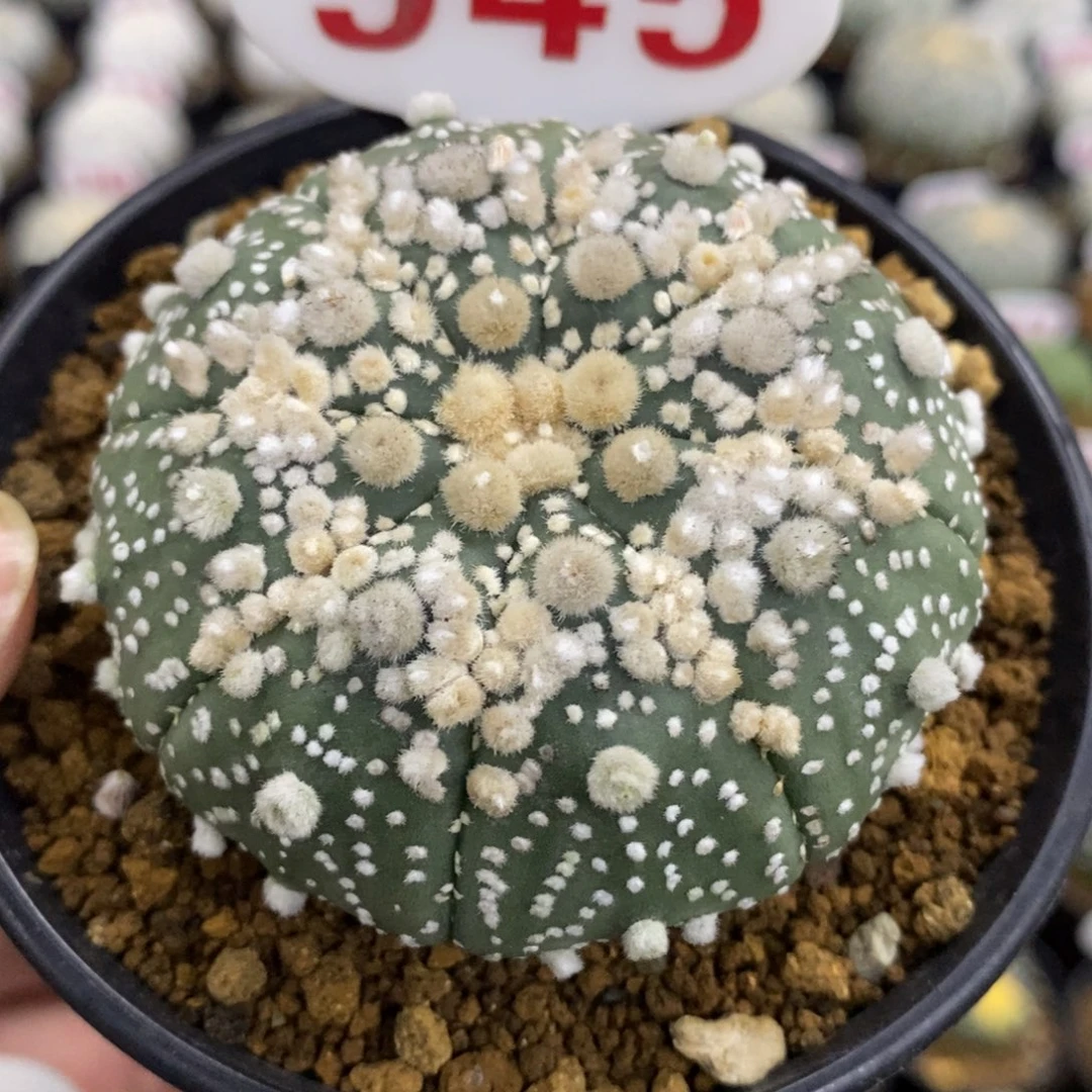 945顶绒花园兜福利