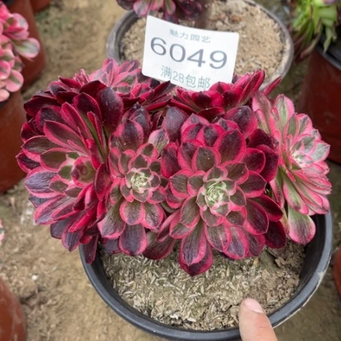 倾城多肉多肉6049