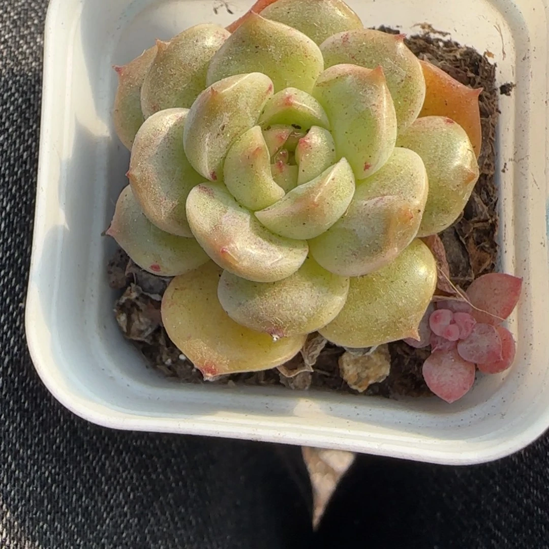 小卡拉米糖心一物一拍