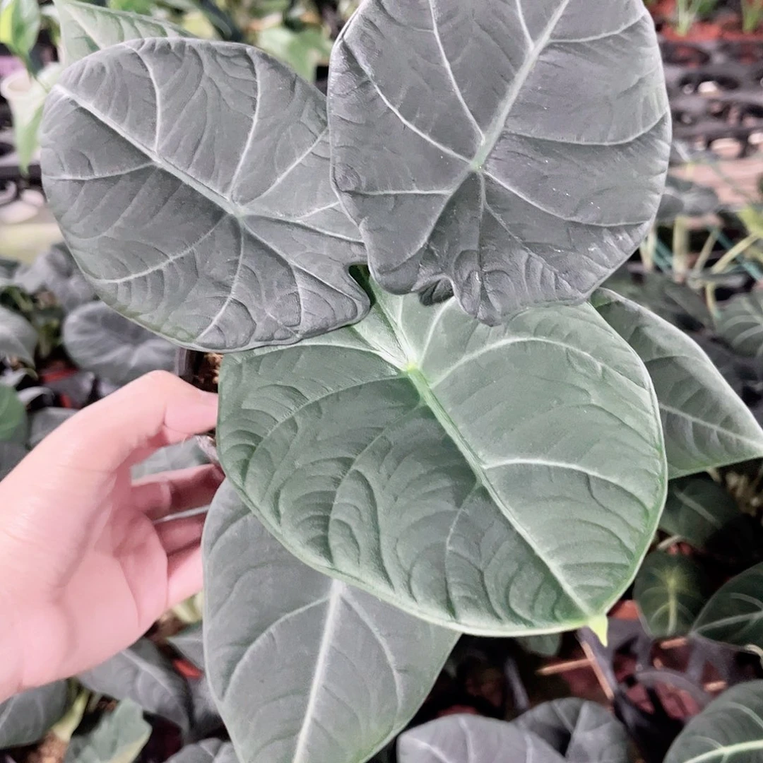 懒***无花朵316灰龙海芋