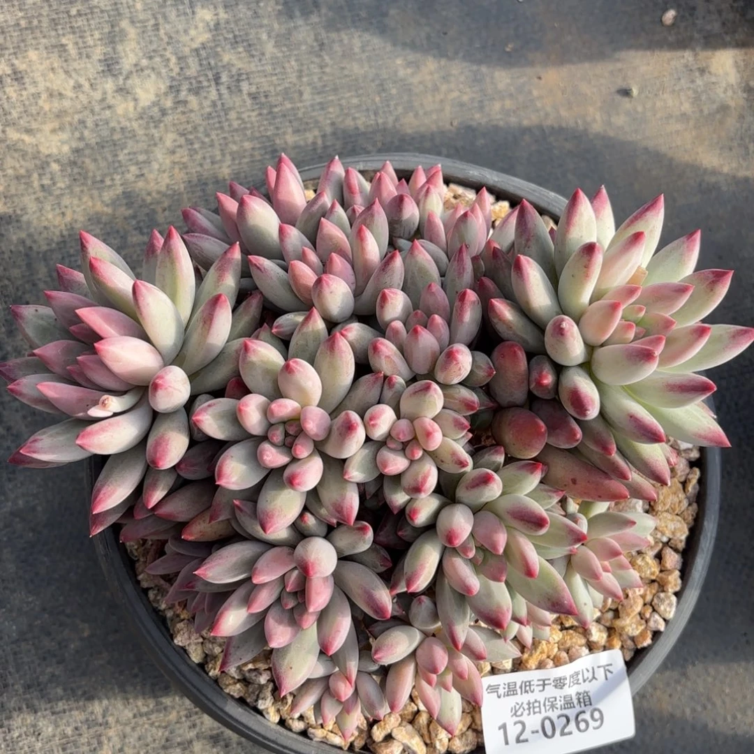 0269流沙虞美人多肉植物