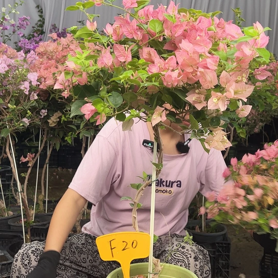 Y***g大部分花苞少量开放F20米罗