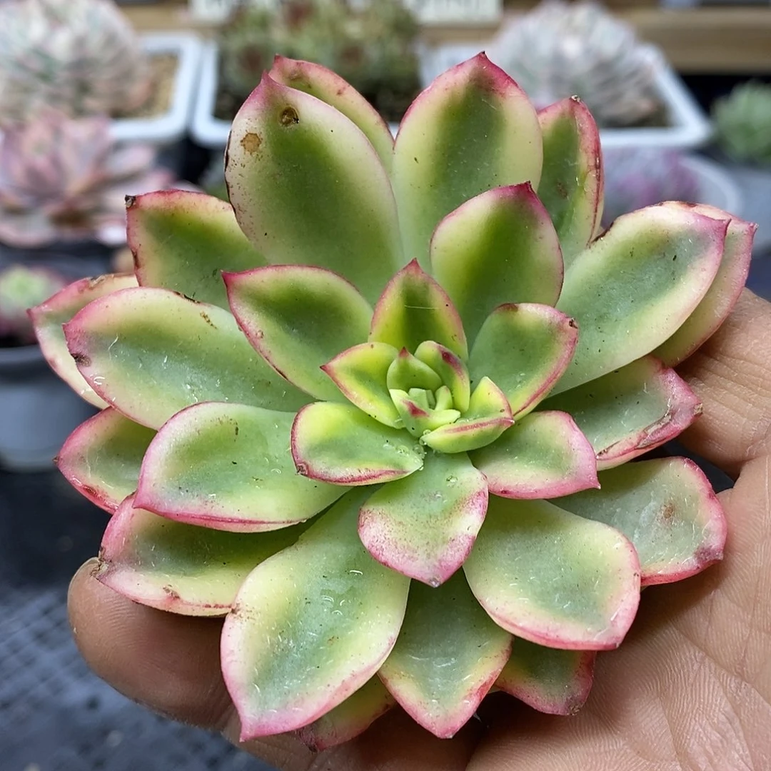 16140 紫梦覆轮锦头盖