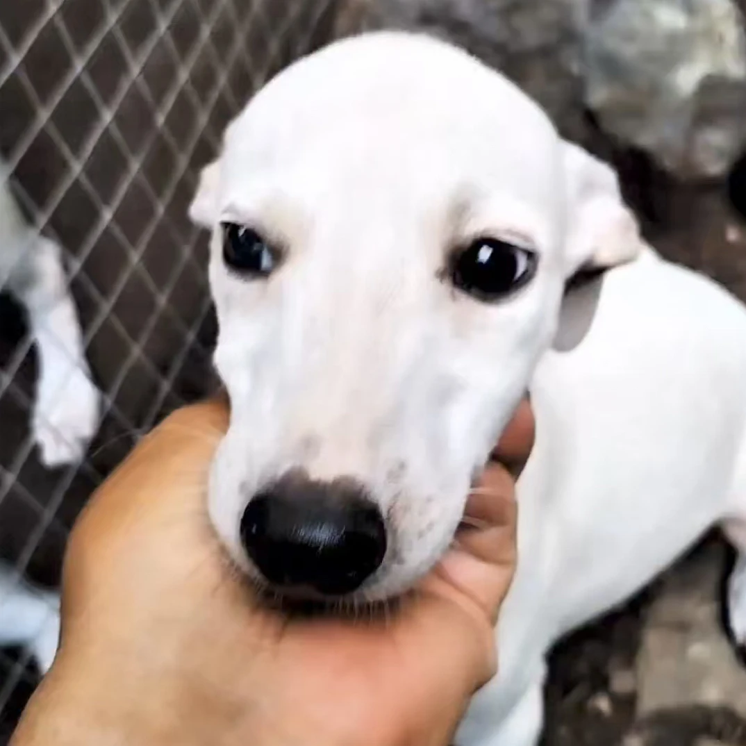 宠物活体中亚牧羊犬大型犬护卫犬猎犬
