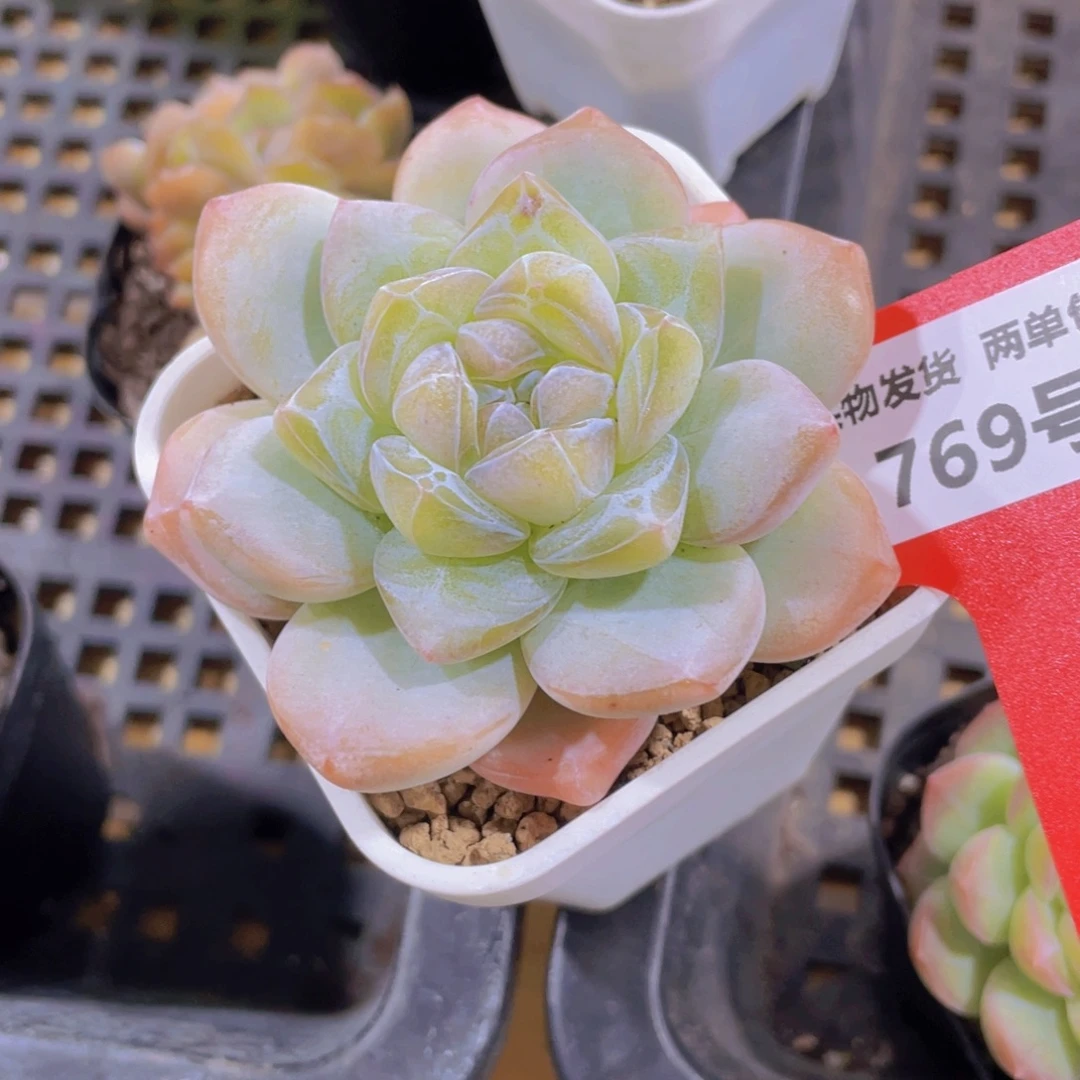 769号 厚叶冰透珍妮大单头