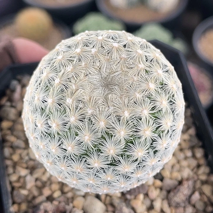 阿久丽丸实生仙人球