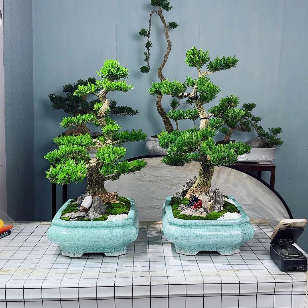 用****0广东皱皮雀舌黄杨