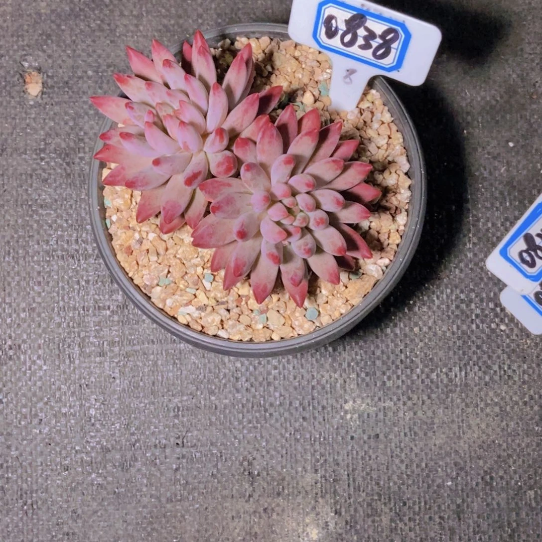 桃***桃0838虞美人一颗一