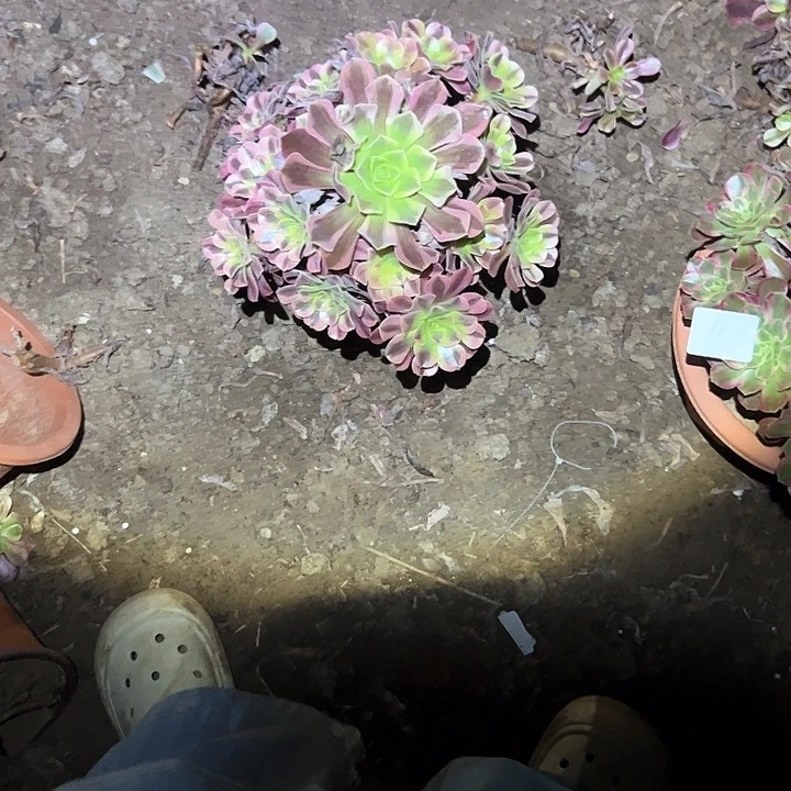 不售后法师一物一拍92