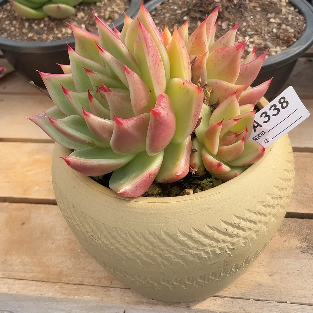 若如东云单拍A338