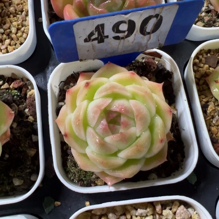 包子麦5cmfgjj福利