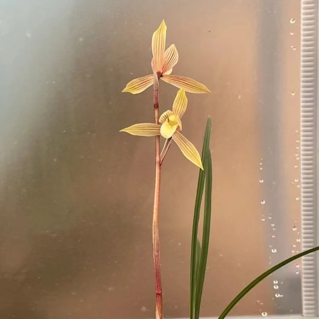 莲瓣兰中华金镶玉