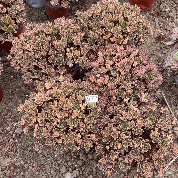 *****无花朵572多肉植物甜茶5棵
