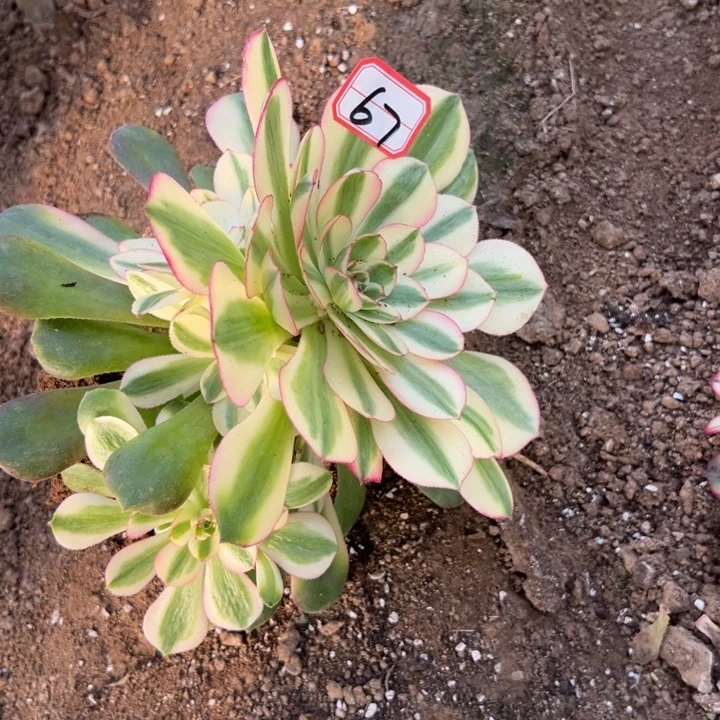 多肉植物67不售后